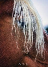 celine_pivoine_eyes - cheval 